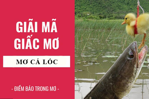 Nằm mơ thấy cá lóc đánh số mấy?