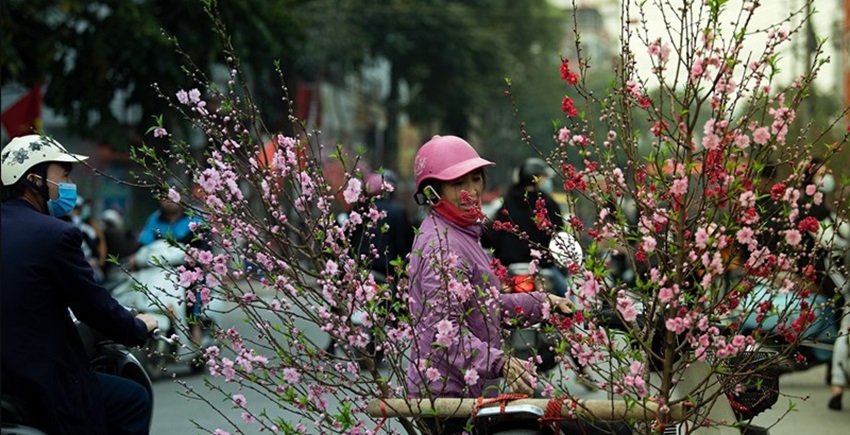 Trang tri cay canh ngay Tet